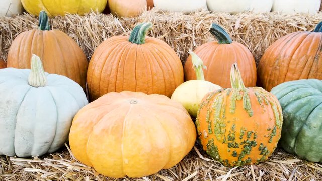 Assorted Organic Pumpkins
