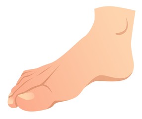 realistic human foot