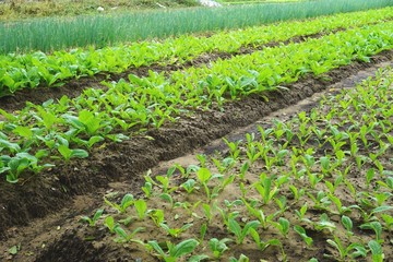 Rows of young plants in a field of raised garden beds