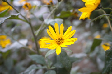 Yellow autumn flower close up