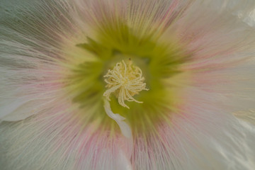 Macro photo if a white pink flower centre