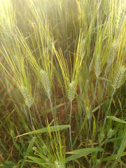 Cereal between the light reflections at the moment of the passage from day to night. Green grain in...