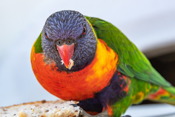 Rainbow Lorikeet