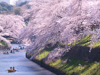 桜が満開の千鳥ヶ淵