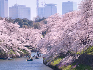 桜が満開の千鳥ヶ淵