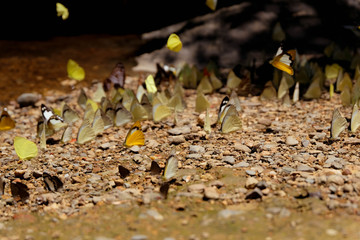 Close up butterflies