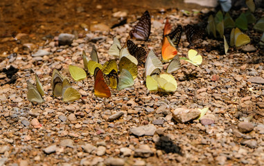 Close up butterflies