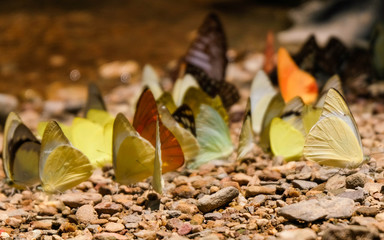 Close up butterflies 