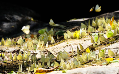 Butterflies near the river