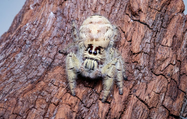 Close up jumping spider