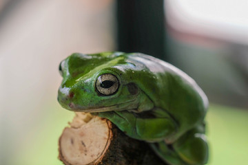 Close up green frog