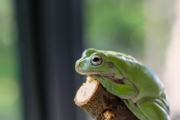Close up green frog