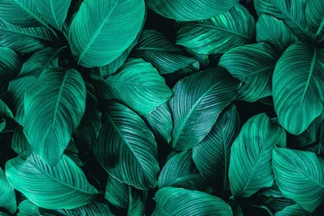 Foto op Plexiglas closeup tropical green leaf nature in the garden and dark tone background concept  © Nabodin