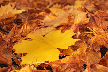 Naklejka na ściany i meble one maple leaf among other leaves in autumn