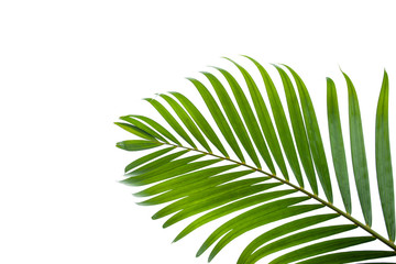 Obraz premium tropical coconut leaf isolated on white background, summer background