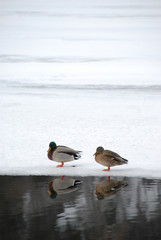 日光湯ノ湖（日本）の凍った氷上の片隅に仲良く一緒にいる野生の鴨のつがい