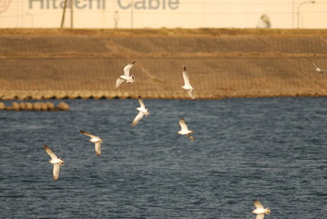 カモメの飛翔