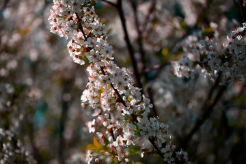 Blooming cherry tree in the garden. Cherry flowers close up.A bouquet flowers. Floral collage. Flower composition. Nature.