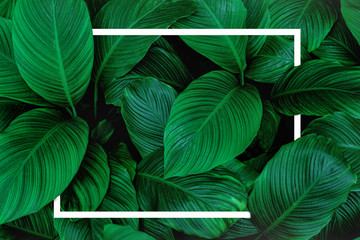 tropical leaves with white frame, abstract green leaves, natural green background
