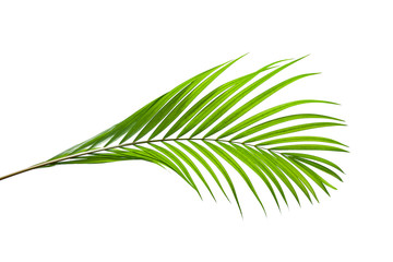 tropical coconut leaf isolated on white background, summer background