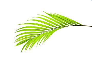 tropical coconut leaf isolated on white background, summer background