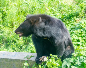 A cute black bear in a wildlife park.