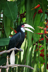 Oriental pied hornbill (Anthracoceros albirostris) in nature at Bali Bird Park, Indonesia