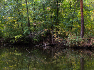 Autumn, pond, tree roots.