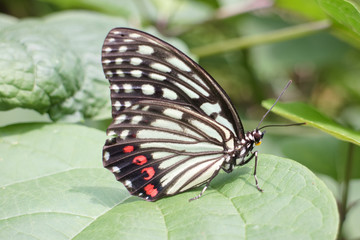 特定外来生物　アカボシゴマダラ