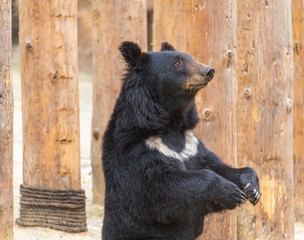 A cute black bear in a wildlife park.