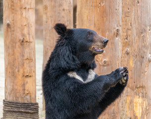 Fototapeta premium A cute black bear in a wildlife park.