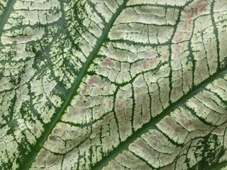 texture of bark of tree