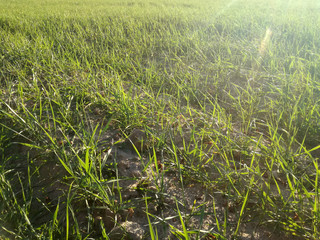 First cereal shoots. Sunset in the Spanish countryside. Green grain growing. Young barley growing. 