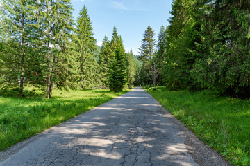 Asphalt road through the forest, Romania