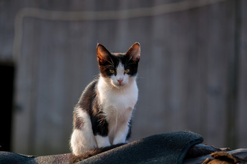 Young cat warming up in the sun and sitting on a blanket