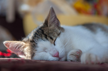 Close-up on a cat sleeping on a bench, in a shaded area