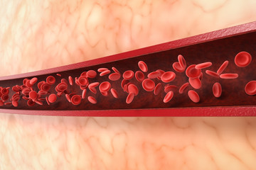 red blood cells in vein