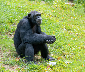 Chimpanzees sitting on the ground in a wildlife park