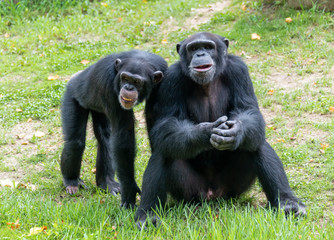 Chimpanzees sitting on the ground in a wildlife park
