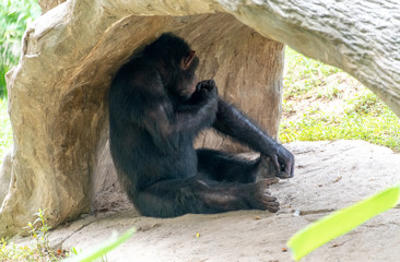Chimpanzees sitting on the ground in a wildlife park - Powered by Adobe