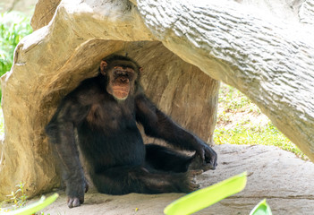 Chimpanzees sitting on the ground in a wildlife park