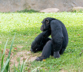Chimpanzees sitting on the ground in a wildlife park