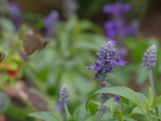 紫色の花を咲かせた植物