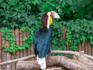Beautiful hornbills that stop on dead wood