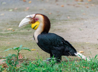 Beautiful hornbills that stop on dead wood