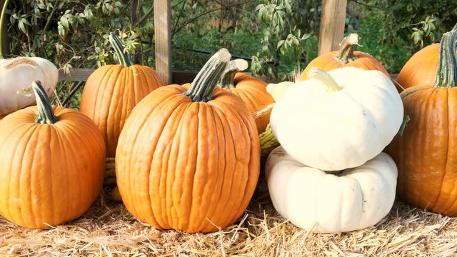 Assorted Organic Pumpkins