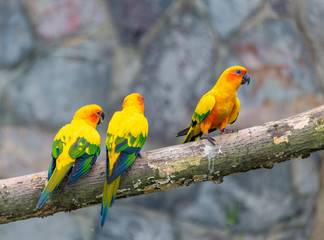 Yellow-green sun cone-tailed parrot on a branch