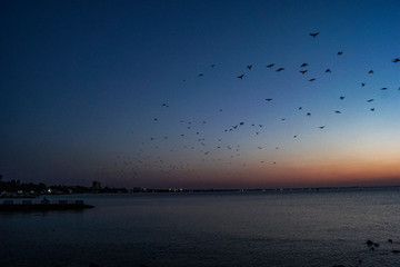 Obraz premium Flock of birds at sunrise