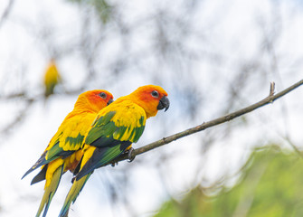 Yellow-green sun cone-tailed parrot on a branch