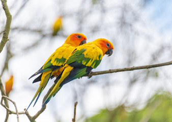Yellow-green sun cone-tailed parrot on a branch